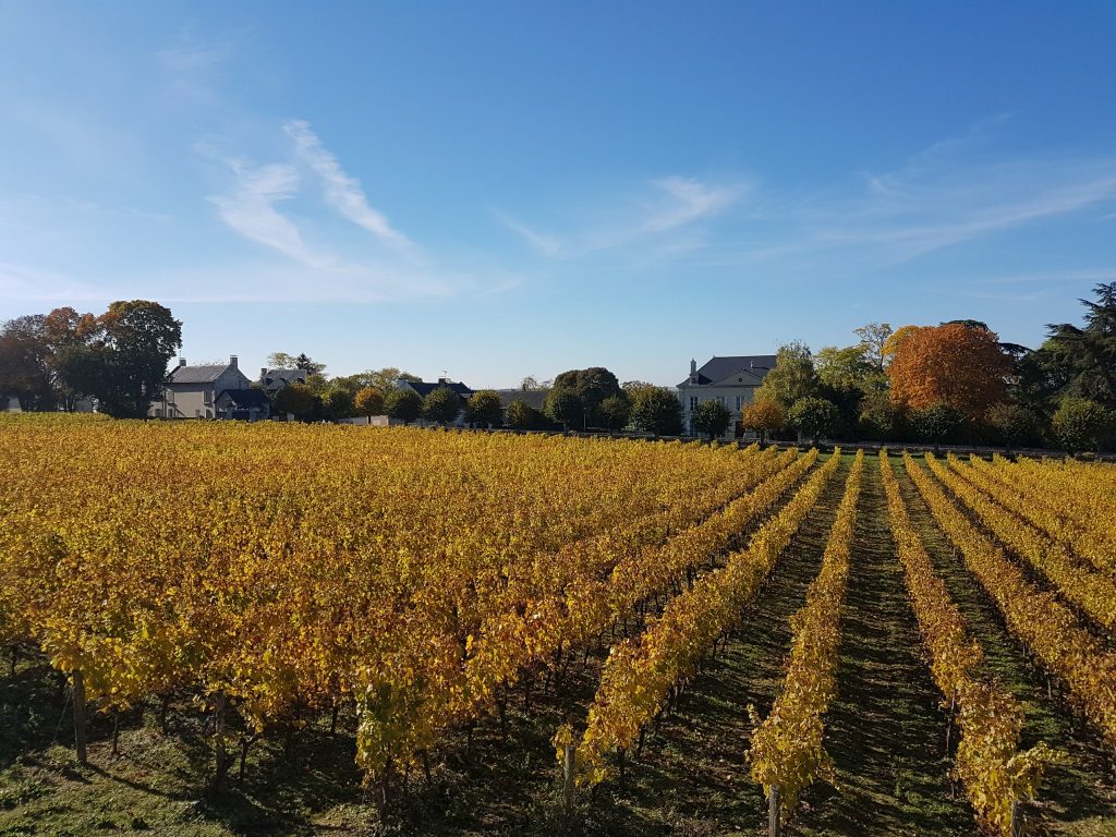 @ParciParla - Château de Brézé - vinhedo